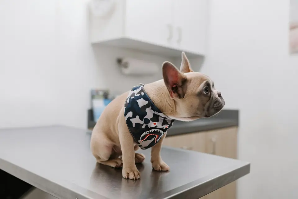 Fransk bulldog med vest sitter på et behandlingsbord i stål på en dyreklinikk
